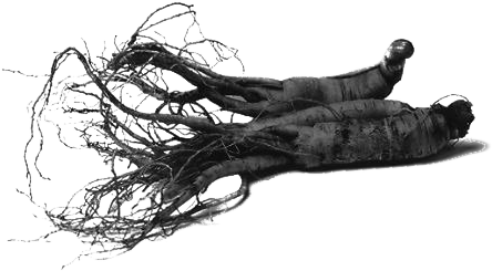 Ginseng