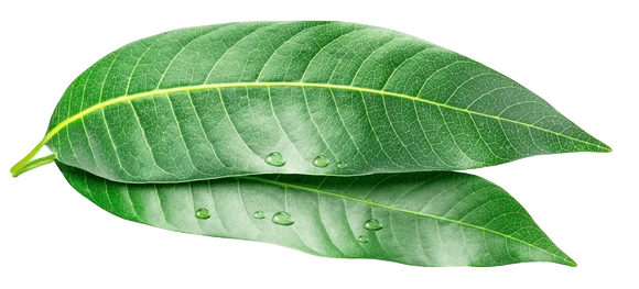 Zynamite®